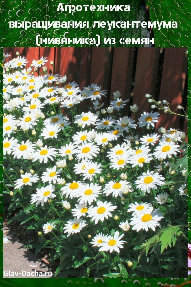 kasvava leucanthemum (sycamore) siemenistä