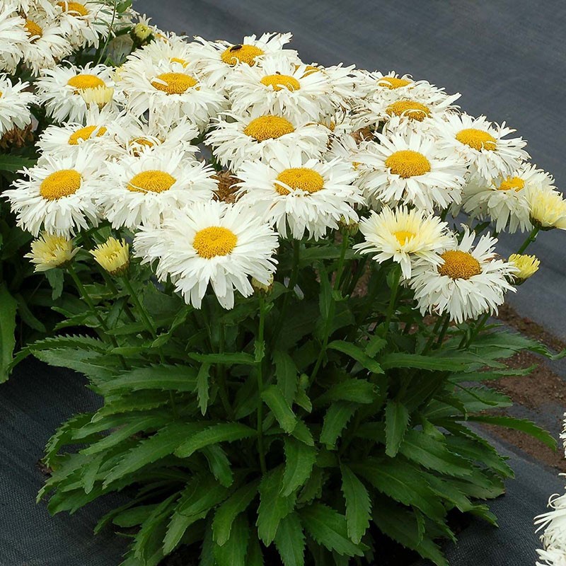 puutarhavalikoima leucanthemum