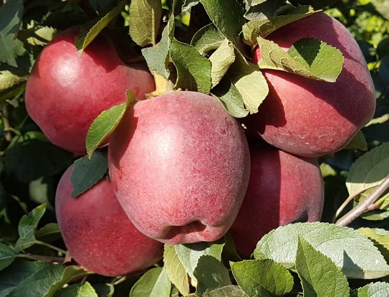 apple richard -lajikkeen kuvaus