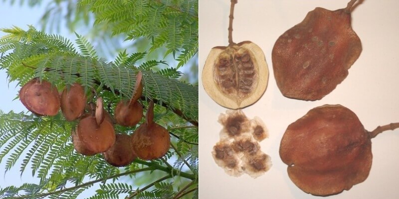 jacarandan siemenet