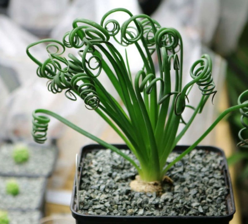 albuca-spiraali