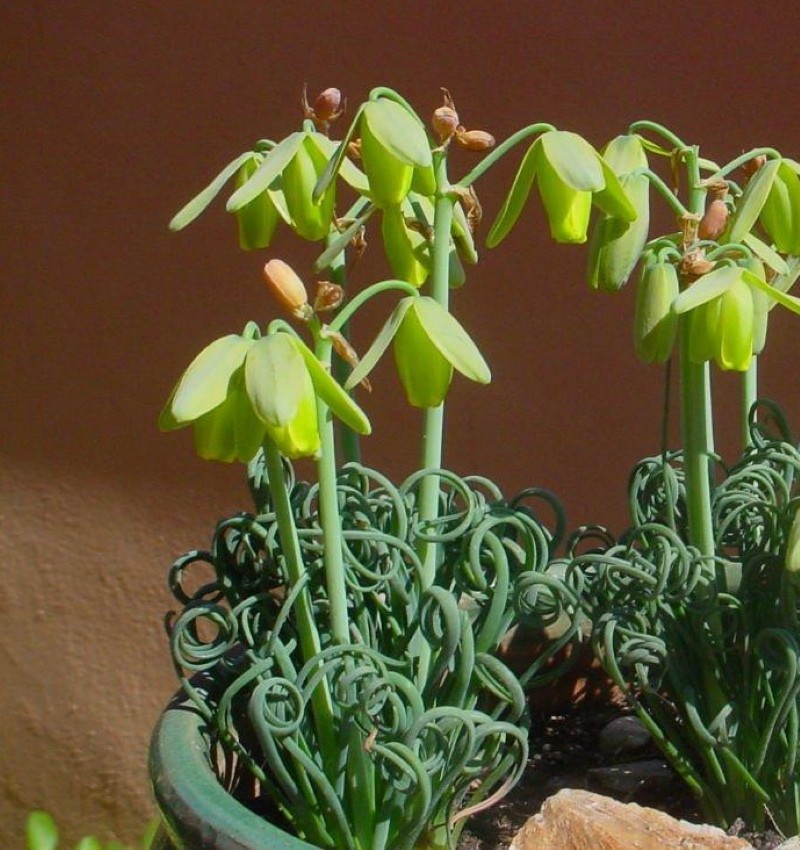 kukkiva albuka