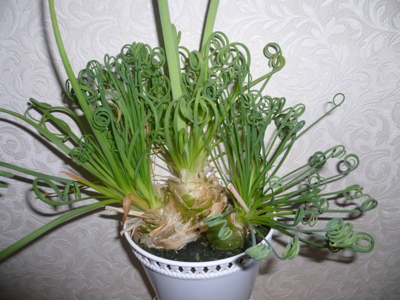 lepotila albucalle