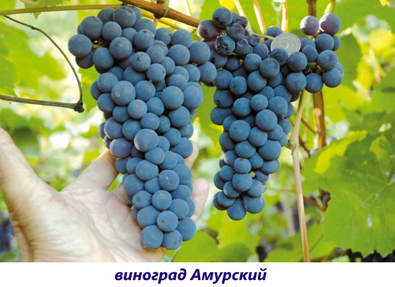 Amur rypäleen lajike