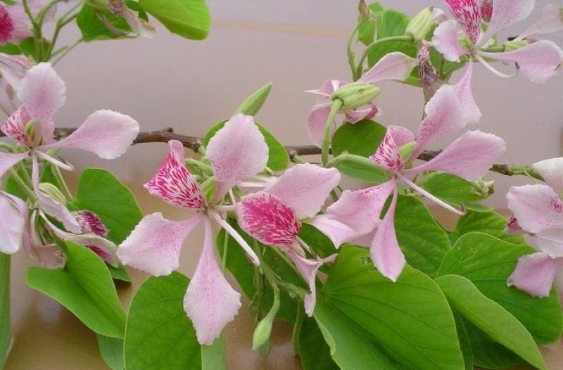 bauhinia orkidea puu