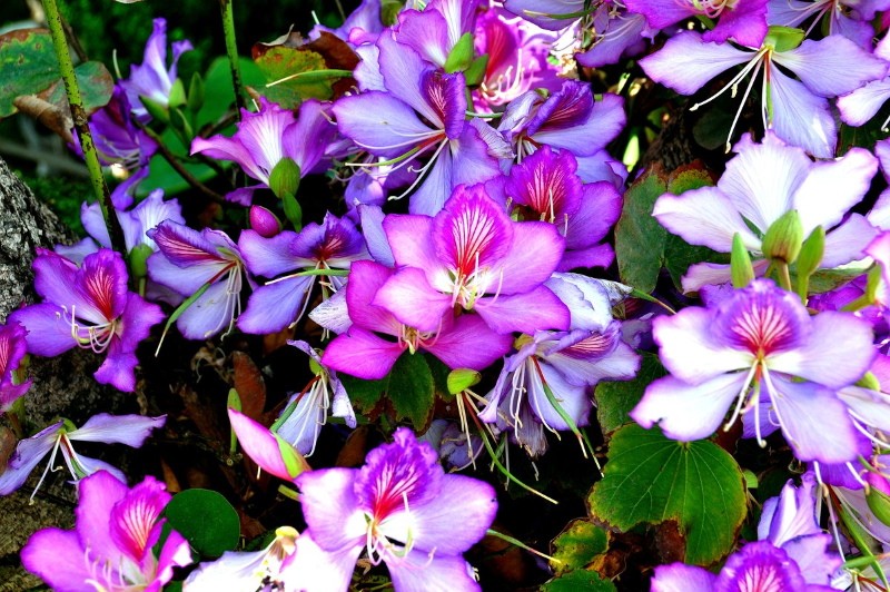 kukkiva bauhinia