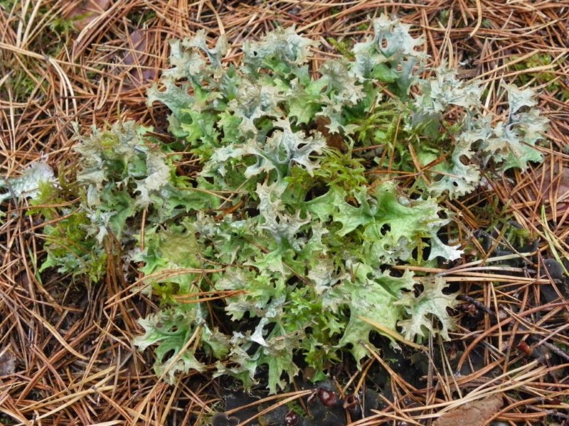 cetraria islantilainen sammal