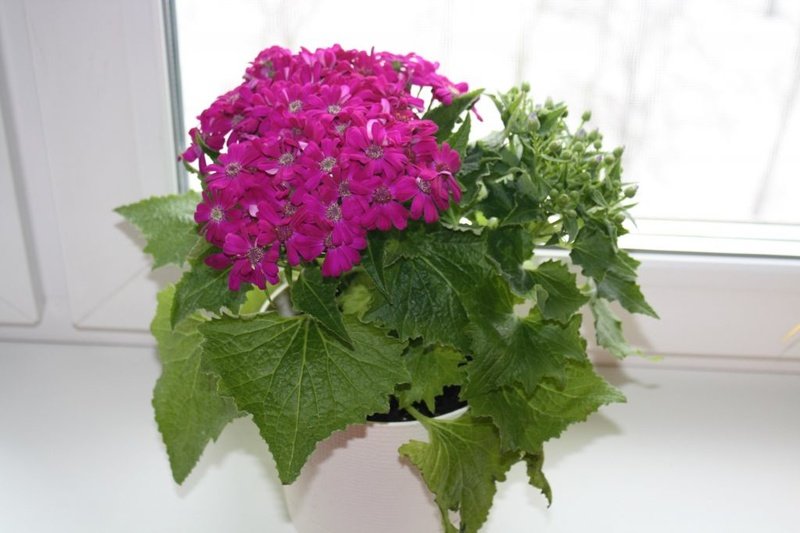 cineraria sisätiloissa kasvaa siemenistä valokuva