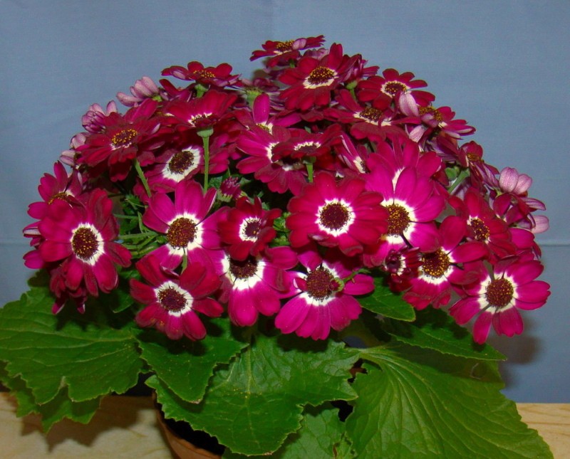 cineraria verinen