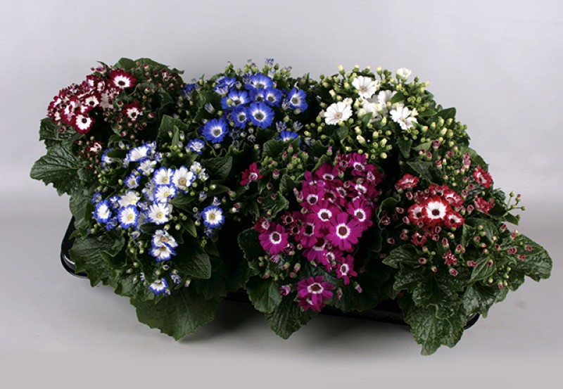 cineraria venetsia