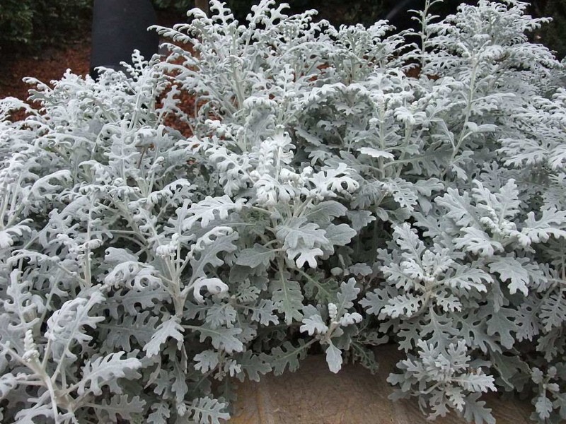 cineraria hopeinen vuosi tai monivuotinen