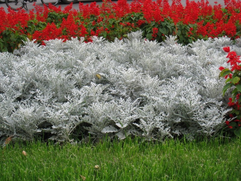 cineraria hopeanhohtoinen puutarhassa