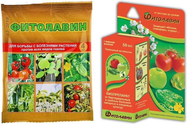 tehokas antibiootti sienitautien fytolaviini