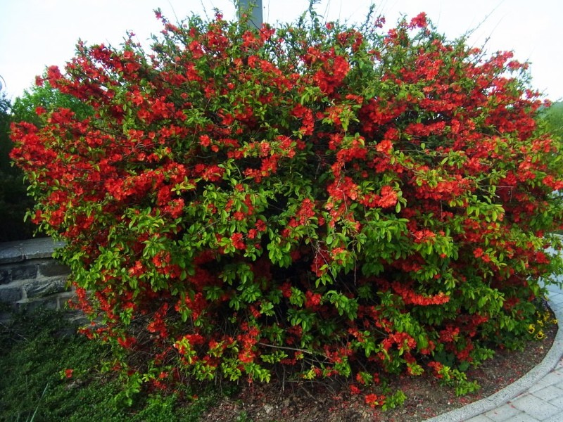 kukkivat chaenomeles