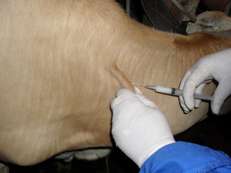 Dierendrogist Tierchemiker-Creme Kahle Stellen