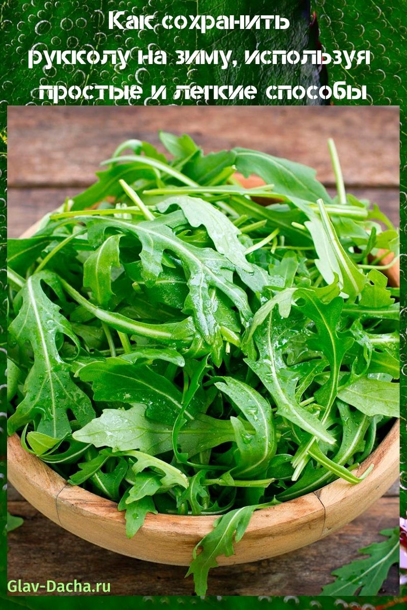 kuinka säilyttää rucola talveksi