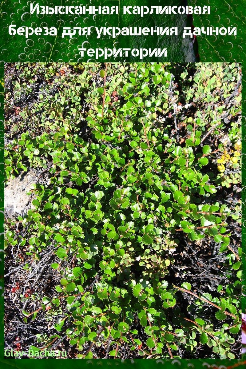 kääpiö koivu