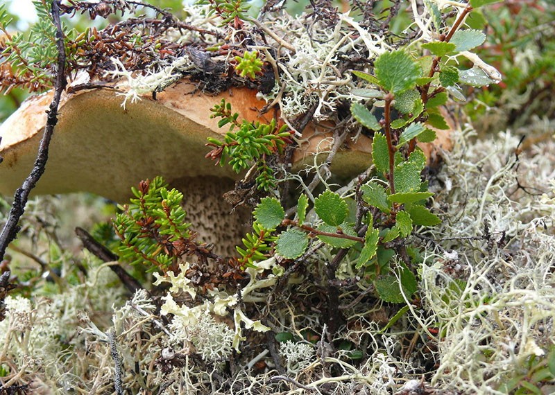 kääpiö koivu luonnossa