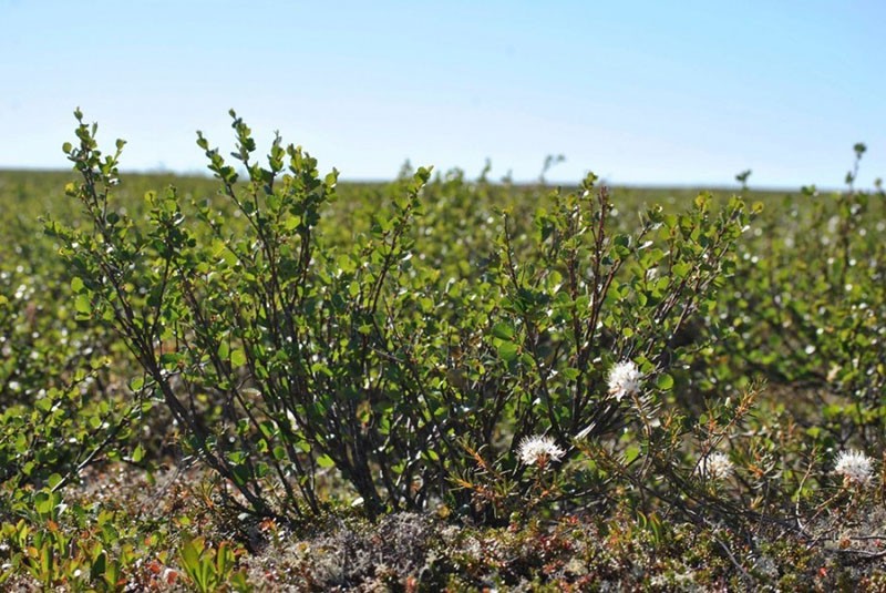 kääpiö koivu kasvaa