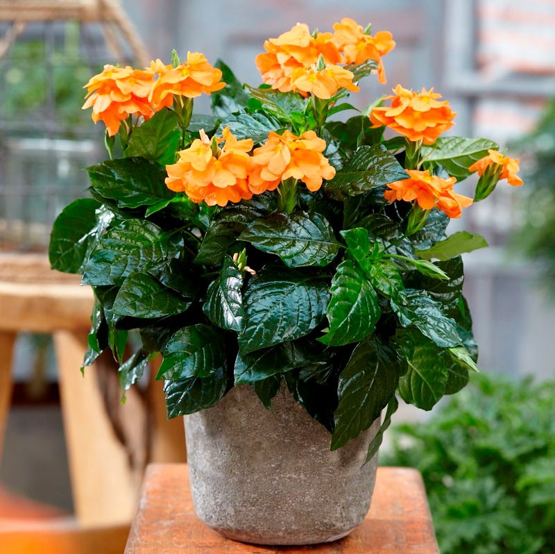crossandra-kotihoito