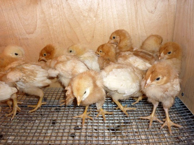 Ең әдемі жалаңаш қыз бауын шешеді