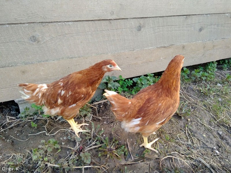 Қолдары қара киска