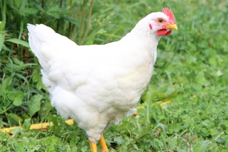 Порно досының әкесін сиськиімен азғырды