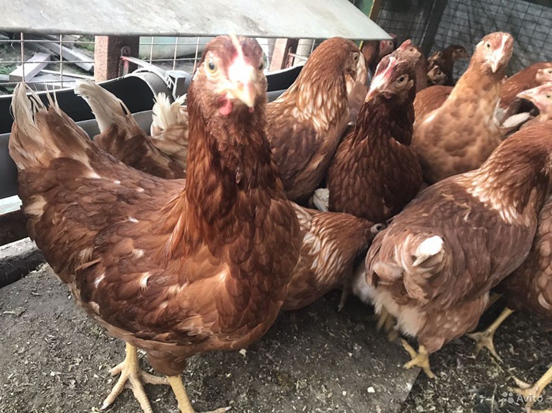 Ruslar qora tanlilarni emizadilar