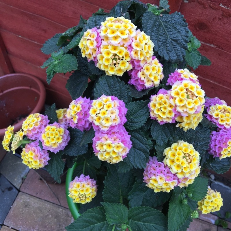 lantana camara kukkii