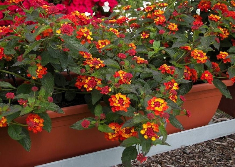 lantana camara ruukussa