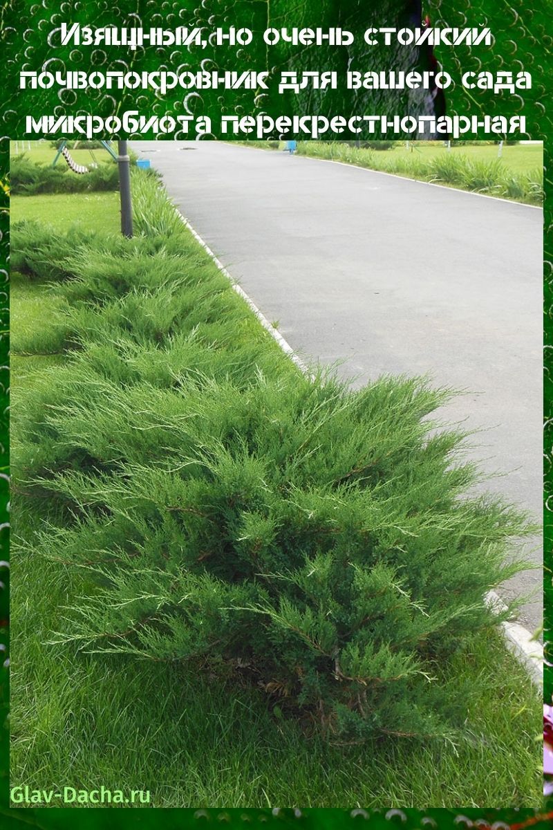 mikrobiota ristipari