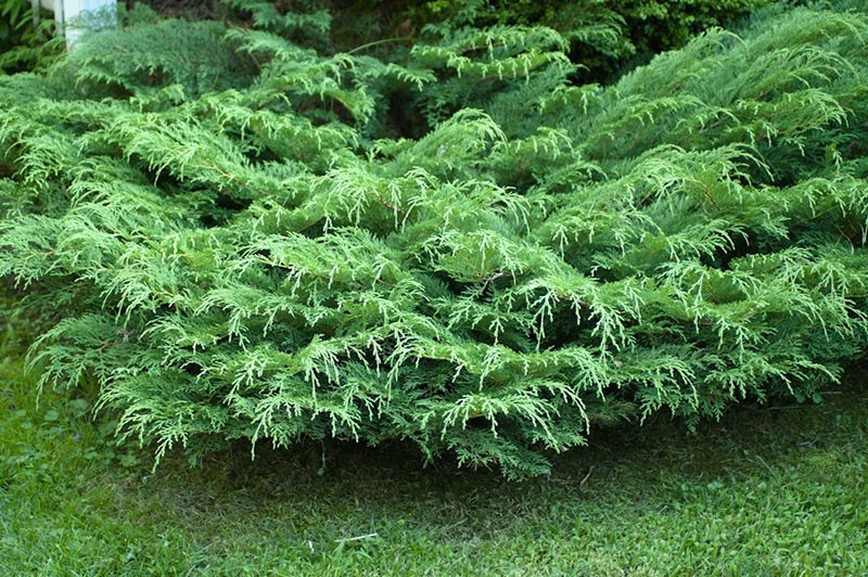 ristipari mikrobiota puutarhassa