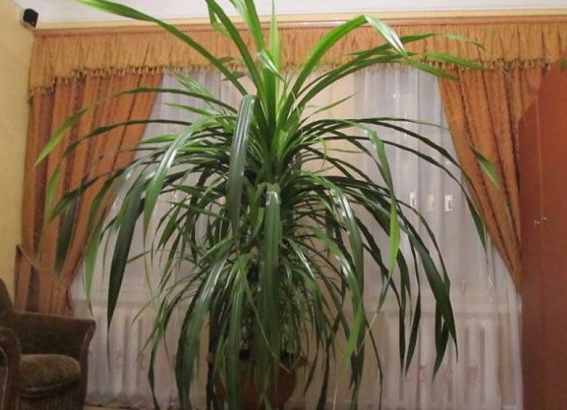 pandanus voinko pitää kotona
