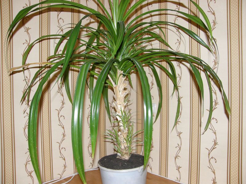 pandanus tai kierteinen kämmen