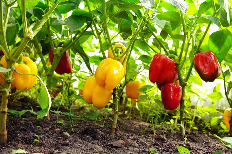 hedelmäinen paprika