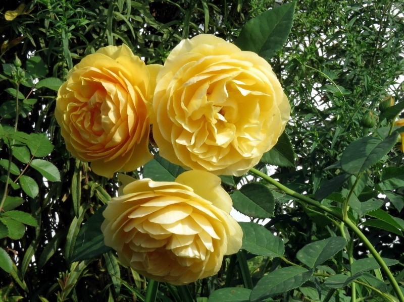 valinnan tulos