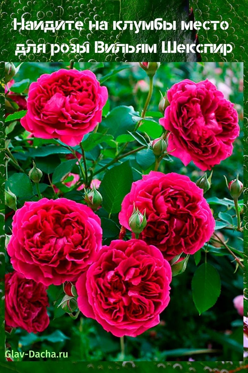 Rose William Shakespeare
