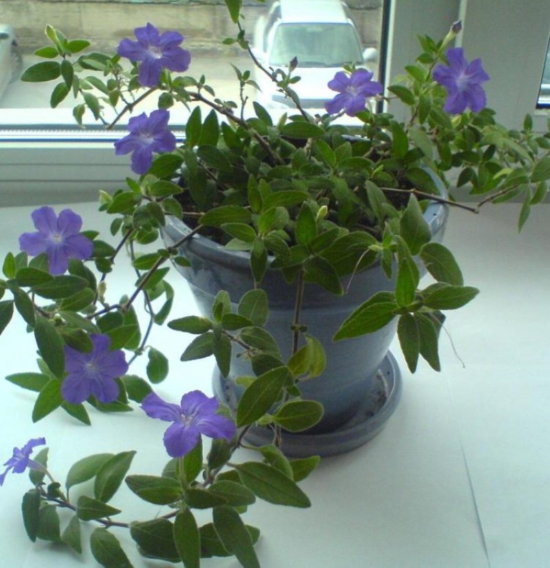 sininen ruella
