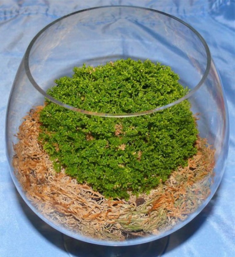 Selaginella akvaariossa