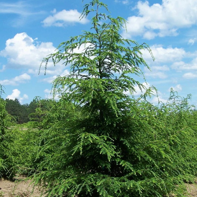 Kanadan hemlock