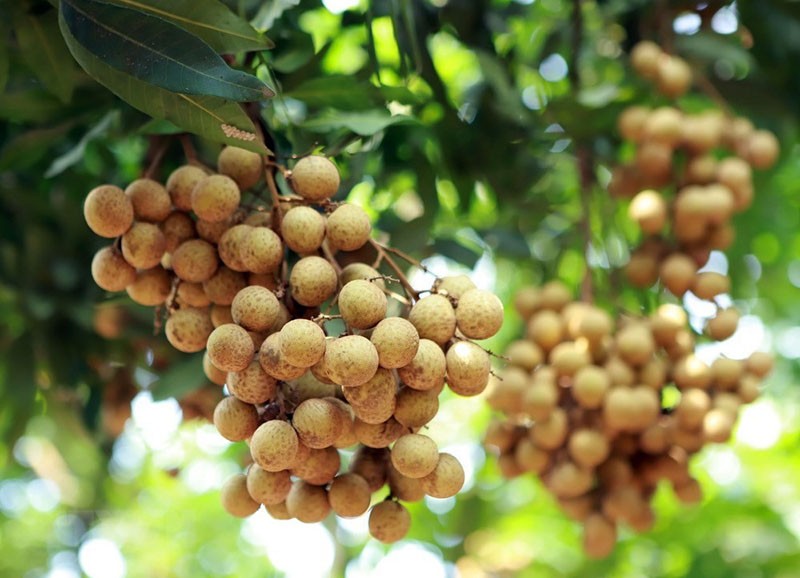 longan kypsyy