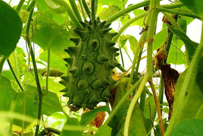 Kiwano tuottaa hedelmää