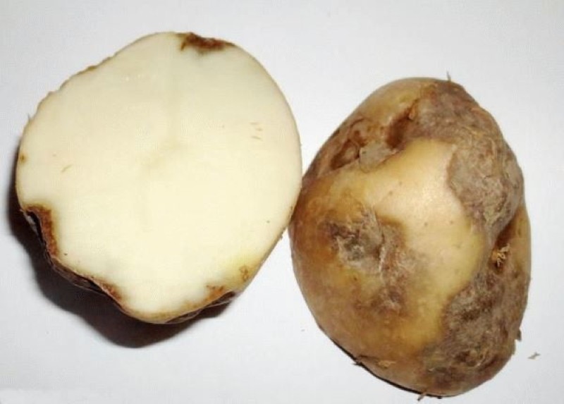 alternaria mukuloissa