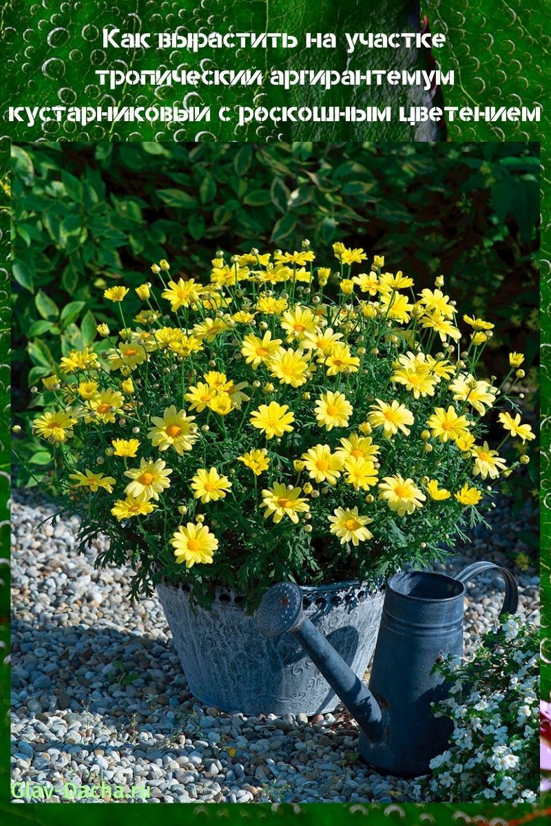 argyranthemum-pensas