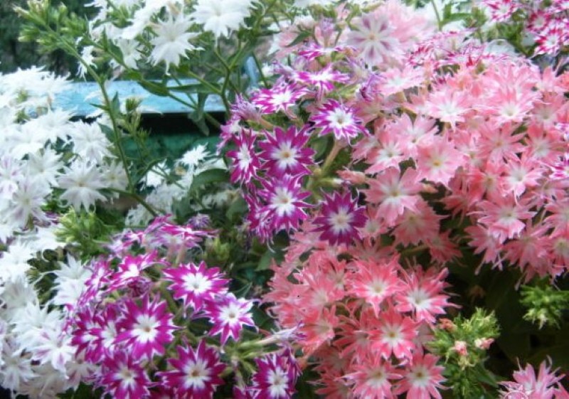 phlox drummondin istutus- ja hoitokuvia