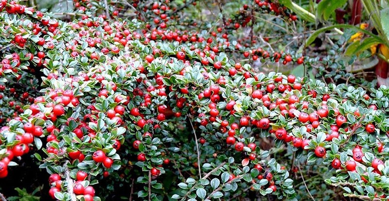 juoni sisustus vaakasuora cotoneaster