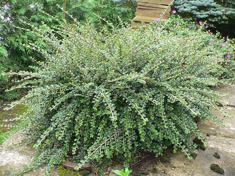 vaakasuora cotoneaster variegatus