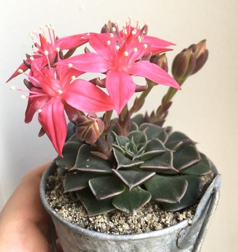 graptopetalumin kotihoito