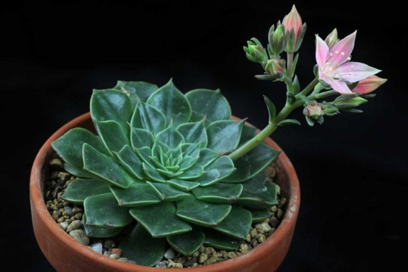 graptopetalumin kuvaus