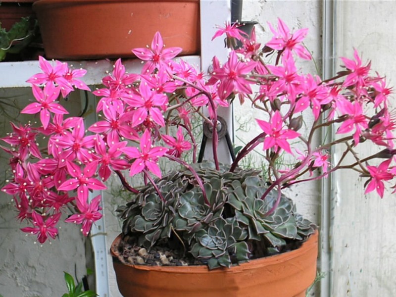 kukkiva graptopetalum
